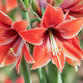 Hippeastrum Tierra, Amaryllis