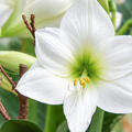Hippeastrum 'White Queen', Amaryllis