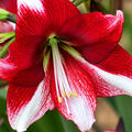 Amaryllis, Hippeastrum American Dream
