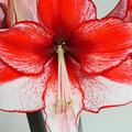 Amaryllis 'Charisma', Hippeastrum 'Charisma', schne Blte