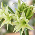 Hippeastrum, Amaryllis Evergreen