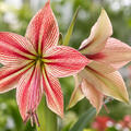 Amaryllis ExoticStar, Hippeastrum