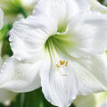 Amaryllis, Hippeastrum Moscow
