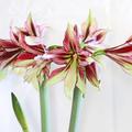 Amaryllis Mystica, Hippeastrum Mystica, schne Blten