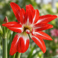 Hippeastrum 'Splash'�, Amaryllis