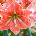 Amaryllis, Hippeastrum Terra Cotta Star