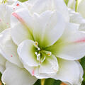 Amaryllis White-Amadeus, Hippeastrum