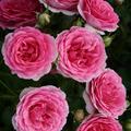 Rose 'Amica'