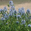 Amsonia orientalis 'Blue Ice'