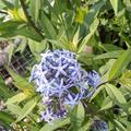 Amsonia tabernaemontana var. salicifolia, Blausternbusch, Blten