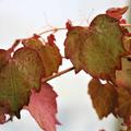 Vitis amurensis Junge Bltter