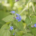 Anchusa azurea 'Dropmore'