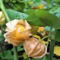 Groe Physalis-Frchte