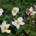 Anemone x 'Dainty Swan'