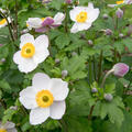 Anemone x cultorum 'Elfin Swan' (S)
