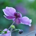 Anemone 'Wild Swan', Anemone japonica Staude