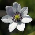 Anemone leveillei