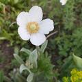 Anemone sylvestris, Anemone sylvestris
