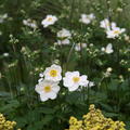 Anemone japonica 'Honorine Jobert'