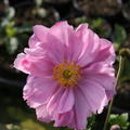 Anemone x japonica 'Knigin Charlotte'