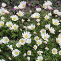 Strahlenanemone 'White Splendour'