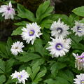 Busch-Windrschen 'Blue Eyes'