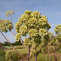 Angelica archangelica