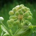 Angelica archangelica, Angelica archangelica