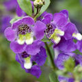 Angelonia angustifolia, Engelsgesicht, Sommer-Lwenmaul