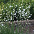 Anthericum ramosum