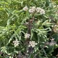 Anthriscus sylvestris 'Ravenswing', Anthriscus sylvestris 'Ravenswing'