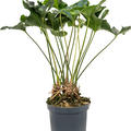 Anthurium 'Arrow', Busch, im 30cm Topf, Hhe 85cm, Breite 60cm