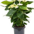 Anthurium andraeanum 'Alaska', Busch Wei, im 26cm Topf, Hhe 85cm, Breite 50cm