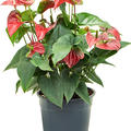 Anthurium andraeanum 'Sierra', Busch Rot, im 27cm Topf, Hhe 70cm, Breite 50cm