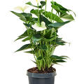 Anthurium andraeanum 'Sierra White', Busch Wei, im 21cm Topf, Hhe 60cm, Breite 40cm