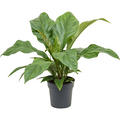 Anthurium elipticum 'Jungle Bush', Busch, im 21cm Topf, Hhe 50cm, Breite 50cm