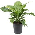 Anthurium elipticum 'Jungle Bush', Busch, im 24cm Topf, Hhe 65cm, Breite 55cm