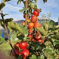 Apfel Lubera Paradis Crispino, Malus domestica