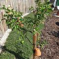 Apfel Paradis Fantasia, Malus