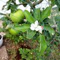 Apfel Paradis® Granny Swiss, Apfelbäumchen trägt gleichzeitig Äpfel und Blüten - jetzt, im September 2023.