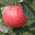 Apfel Paradis Katka