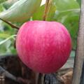 Apfel Paradis 'Ladylike', Malus domestica