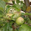 Apfel Paradis Sparkling, wachsende Früchte 2023-06-20