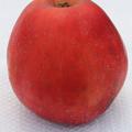 Apfel Spartan - Hochstamm