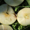 Kernloser Apfel 'Faibella' Malus domestica 'Faibella'