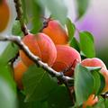 Aprikose Harlayne, Marille, Prunus armeniaca