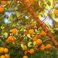 Aprikose Mino, Marille, Prunus armeniaca