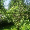 Aprikosen-Mirabelle Aprimira, Prunus domestica