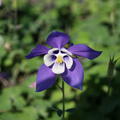 Aquilegia 'Spring Magic Blau-Wei'