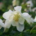 Aquilegia 'Spring Magic Wei'